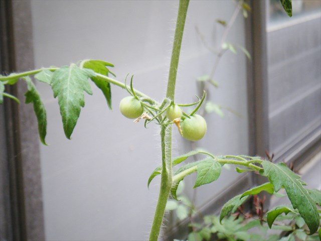 2017072903.JPG