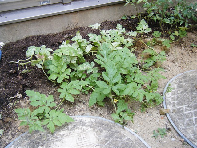 野菜作りは大変だ(>_<)