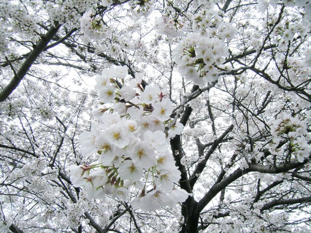 お花見満喫　(*^_^*)