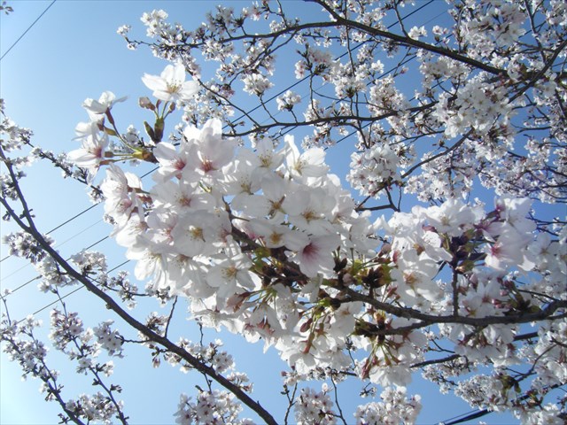 30.3.29.７.JPG