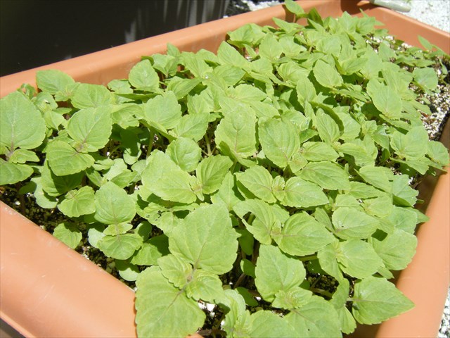 30.5.12.4.JPG