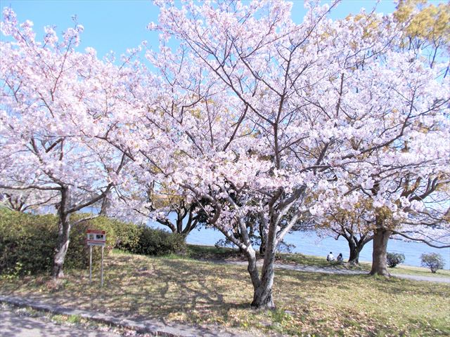 春桜