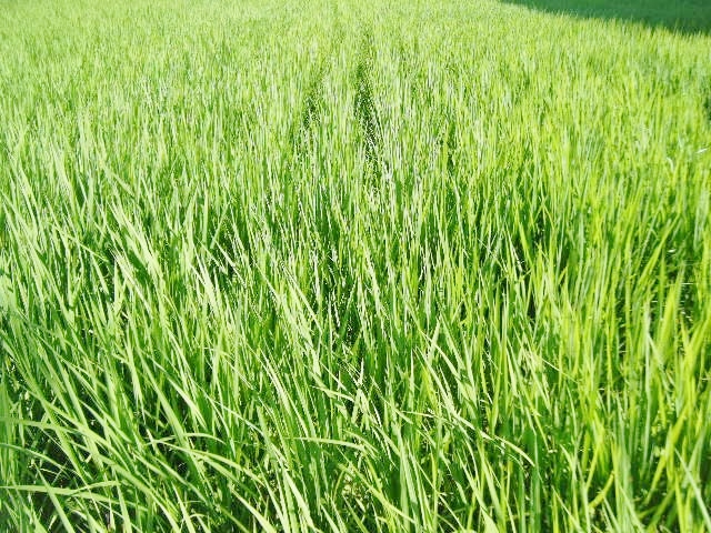 南風周辺の田んぼや畑