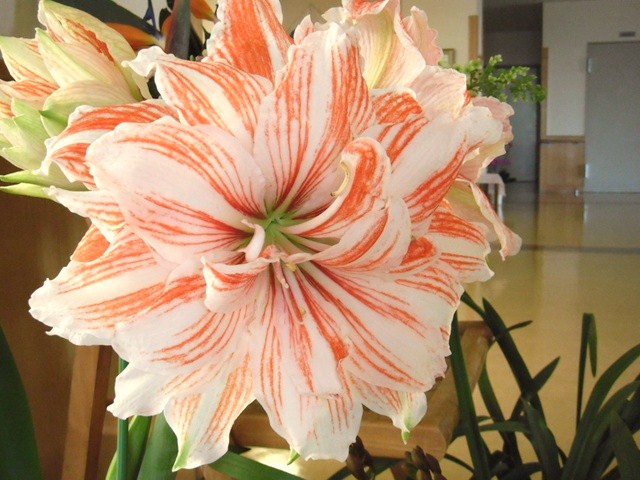 暖かくなりました～お花もいっぱい(^O^)／