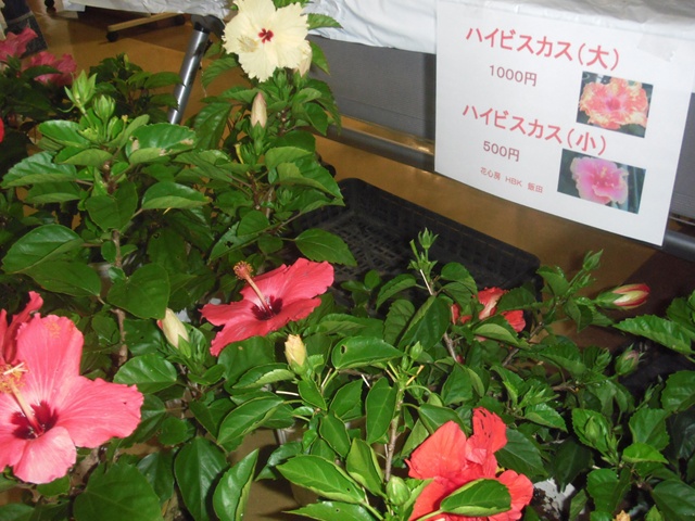DSCF0676.JPG