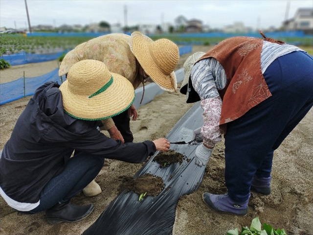 新津はたら倶楽部！！初の畑作業のご依頼！！