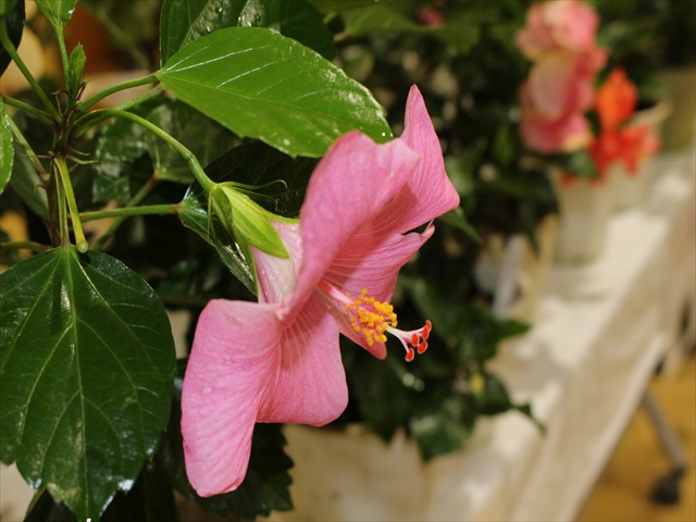 IMG_2815_R.JPG