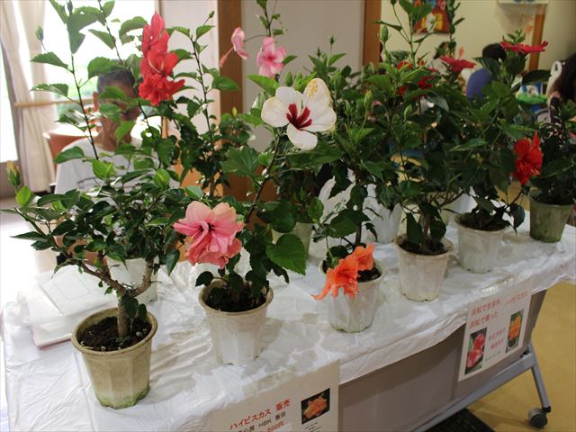 IMG_9033_R.JPG