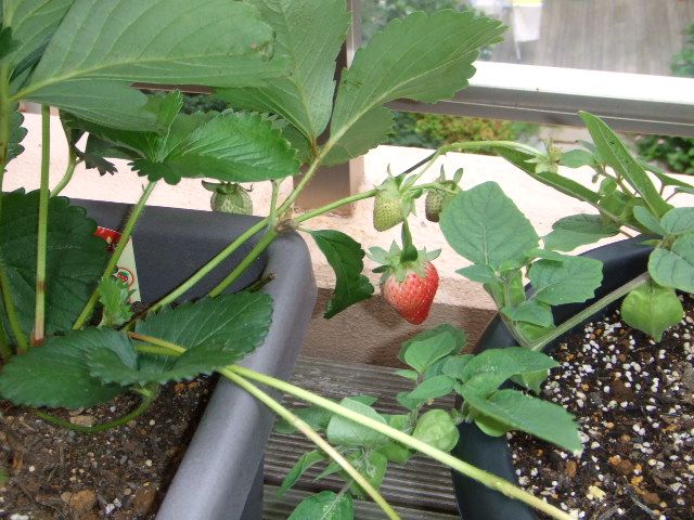実がつきました。