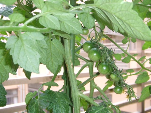2009_0527080041_R.jpg