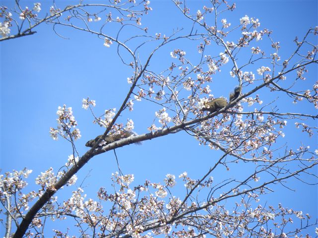 ✿お花見を楽しんでいます✿