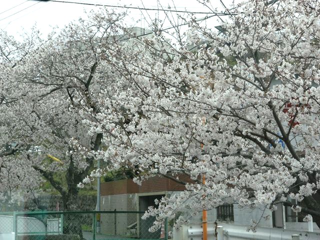 デイサービス南風のお花見
