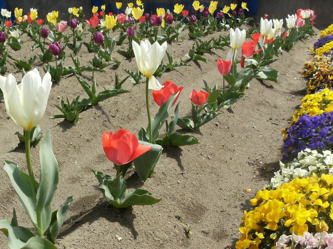 DSCF3931.JPG